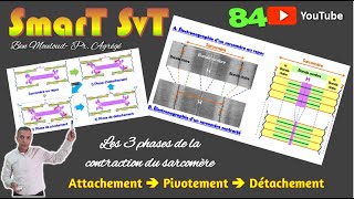 84Les 3 phases de la contraction du sarcomère [upl. by Eudoca73]