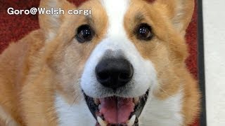 Goro is talking something  何かお話してるコーギー 20140303 GoroWelsh corgi [upl. by Candide]