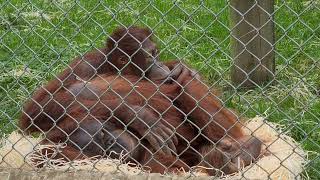 Mimi and Oshine snuggling at Monkey World Ape Rescue Centre Dorset [upl. by Premer]