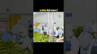 How To Make Aloevera Gel In Factory farming farmer making [upl. by Anavas]