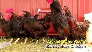 Barnevelder Chicken Breeder Flock  Cackle Hatchery [upl. by Silra]