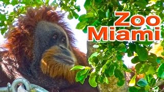 Zoo Miami  Traveling Robert [upl. by Aufmann64]