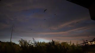 Mexican Freetailed Bats at Rillito Bridge [upl. by Acinaj]