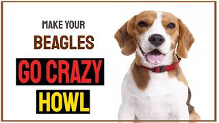 Sounds that make Beagles Go Crazy amp HOWL [upl. by Fanny]