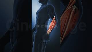 Forearm Muscles in the human muscular system stock footage  stock video  Cinefootage [upl. by Legim361]