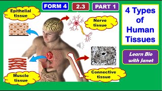 SPM BIOLOGY FORM 4 CHAPTER 2 23 HUMAN  ANIMAL TISSUES  Epithelial amp muscle tissues [upl. by Halilahk]