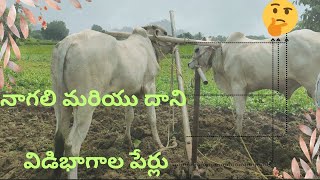 Nagali Plough Parts Explained  Traditional Farming Methods [upl. by Nitsirk]