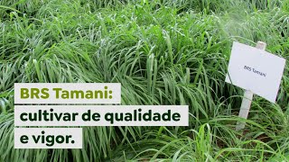 BRS Tamani cultivar de qualidade e vigor [upl. by Robaina]