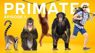 The Evolution of Primates is a CRAZY Story [upl. by Homovec676]