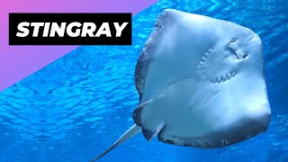 Why Stingrays are Dangerous [upl. by Strade]