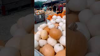 Pumpkin market in Swiss Bülach [upl. by Beal286]