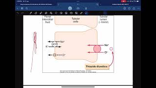 Renal physiology  reabsorption and secretion [upl. by Nosyarg]