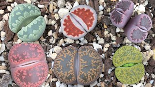 How to Repot Lithops  Hybridisation and Collection [upl. by Adieno]