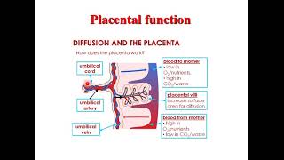 Functions and abnormalities of the placenta and umbilical cord [upl. by Aikrehs]