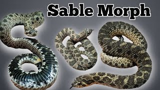 The Sable Morph and Gene Combinations in Hognose Snakes [upl. by Aneekan]