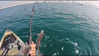 Catching Cobia  Dubai water [upl. by Taffy]