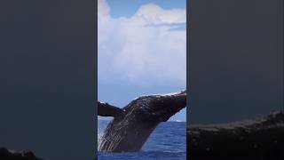 Blue whaleblue whalewhaleblue whaleswhaleshumpback whalewhale animalwhale watching [upl. by Bail140]