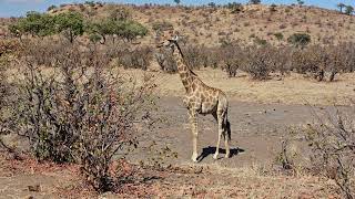 Mashatu Game Reserve  Giraffe [upl. by Chandra]