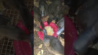 Cayuga Ducklings eating Celery and Carrots cayugaducks babyduck [upl. by Aneelahs859]