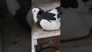 20242 AlföldiKörösi keringők pigeon bestpigeon birds trending youtubeshorts galamb [upl. by Vel]