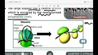 histology 15 cytology  NONMEMBRANOUS CELL ORGANELLES [upl. by Ayimat369]