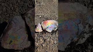 Raw Ammonite Fossil Gemstone ammolite ammonite gemstone mining surfacemining [upl. by Ellehcir]