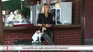 Quels aliments sont toxiques pour le chien [upl. by Sylvester]