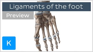 Ligaments of the foot previews  Human Anatomy  Kenhub [upl. by Rudwik]