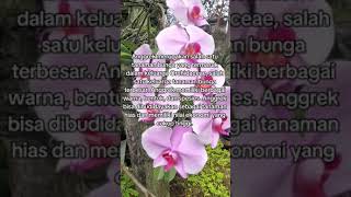 Tanaman anggrek Orchidaceae [upl. by Eybbob]