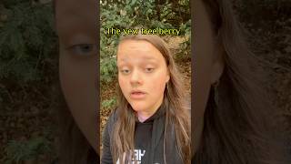 The yew tree berry poisonous trees foraging foraginguk yewtree yewberry [upl. by Skutchan48]