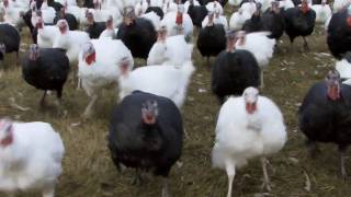 John Howe amp His Free Range Turkeys [upl. by Giffy635]