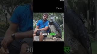 Interesting facts about HARPY EAGLE shorts viralshorts wildlife wildanimals [upl. by Lamrert]