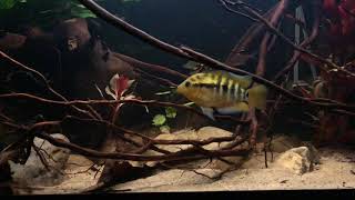 Herotilapia Multispinosa Rainbow Cichlid  Juwel Rio 180 [upl. by Naltiac]