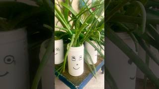 Elovera plants benefits 🪴😲oxygen youtubeshorts garden viralvideo [upl. by Khalid]