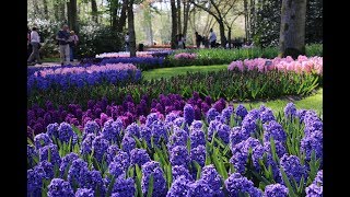 Keukenhof Gardens 庫肯霍夫花園36 2018420 4K [upl. by Aseefan]