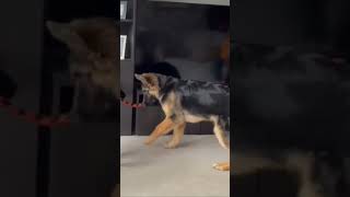 Dutch Herder teaches GSD puppy how to play tug of war gsdpuppy germanshepherd dutchherder cute [upl. by Celeste]