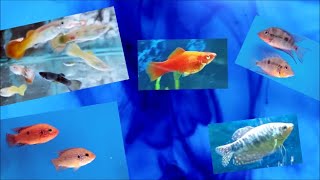 Using Methylene Blue in freshwater fish tank  treating aquarium fish disease with medication [upl. by Willock]