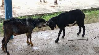 kambing lucu kambing joget kambing adu banteng funny goat [upl. by Anilas796]