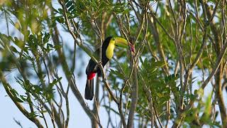 KeelBilled Toucan Toucan à Carène Yucantan Peninsula [upl. by Ynaffat]