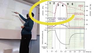 Le cycle cardiaque construit à partir des mesures [upl. by Attenauqa]