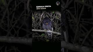 O canto da corujapreta Strix huhula  Blackbanded Owl [upl. by Nainatrad]