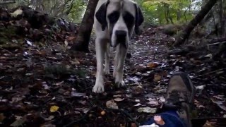 Calming signals to help recover a scaredskittish dog [upl. by Forbes980]