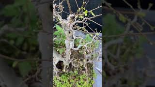 Kỹ thuật cắt tỉa bonsai phong cách Lĩnh Nam│Lingnan penjing style [upl. by Yeniar124]