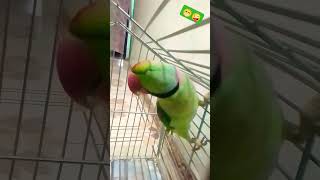 Mitthu ko fever  please 🙏 like subscribe 🦜🙏 [upl. by Franckot]