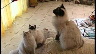 Chats persans et birmans [upl. by Mackler]