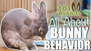 ALL ABOUT BUNNY BEHAVIOR 🐰 [upl. by Oech]