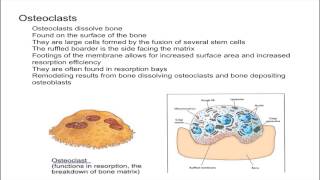 Osteoclasts [upl. by Borrell]