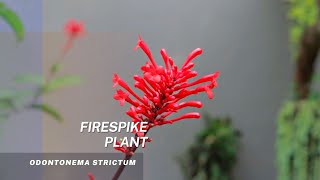 Odontonema Strictum  Firespike Plant  Tips on water and soil propagation [upl. by Hakaber]