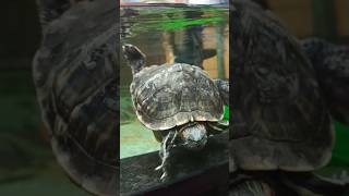 Redeared slider turtle 🐢🐢turtle animals trending viral shorts [upl. by Ailed]