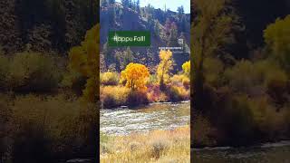 Cottonwoods along the Gunnison River May we all be as resilient as nature fall forest [upl. by Nylidnarb]